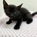 生後1.5ヶ月元気いっぱいな子猫達