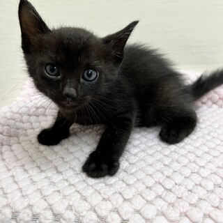 生後1.5ヶ月元気いっぱいな子猫達