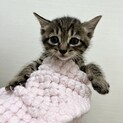生後1.5ヶ月元気いっぱいな子猫達