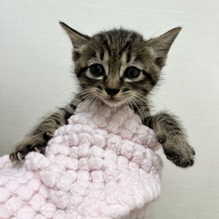 生後1.5ヶ月元気いっぱいな子猫達