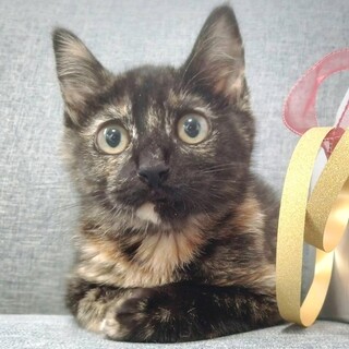 7/28東日本橋】全てが可愛いサビ猫なの子♥️