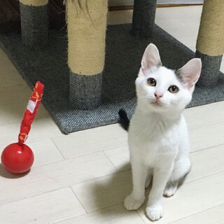 小柄かわいいキジ白子猫♀ナナミ