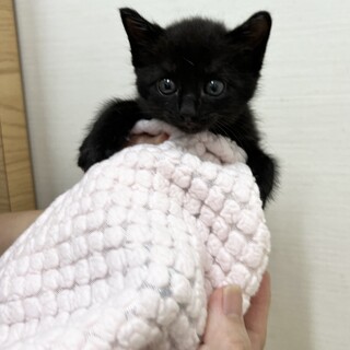 生後1.5ヶ月元気いっぱいな子猫達