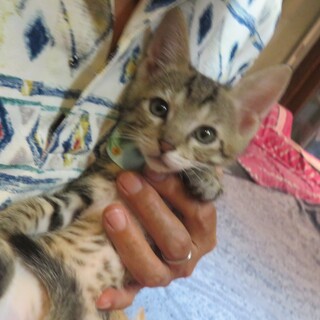 激かわ６兄妹！れんくん、ミルクから育てた。