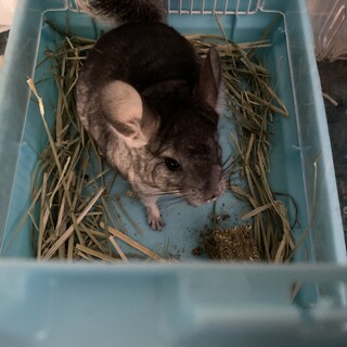 濃いグレーのチンチラメス、生後5ヶ月位です。