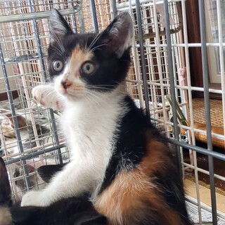 こっそり？！招き猫練習中にゃ〜3ヶ月の女の子