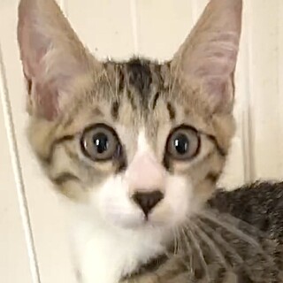 人懐こくて天真爛漫な甘えん坊翔君