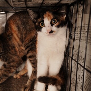 子猫ちゃんの新しい家族になってくれる方