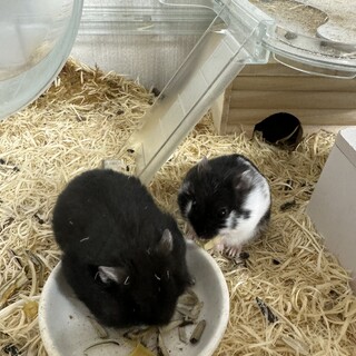 生後2ヶ月未満のハムスターです！！