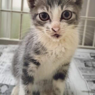 人が大好き、甘えん坊さん