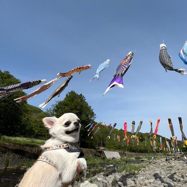 【山形県】高瀬川のこいのぼり