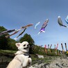 【山形県】高瀬川のこいのぼり