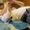 【自宅】夏はひんやりベッド