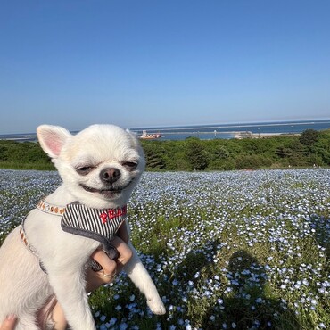 【茨城県】ひたち海浜公園