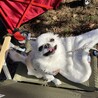 【お散歩】近所の公園にピクニック