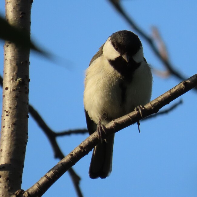 okamo.comのカバー写真