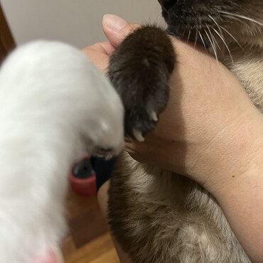 【実家】実家の母とヌヌと私とエル