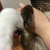 【実家】実家の母とヌヌと私とエル