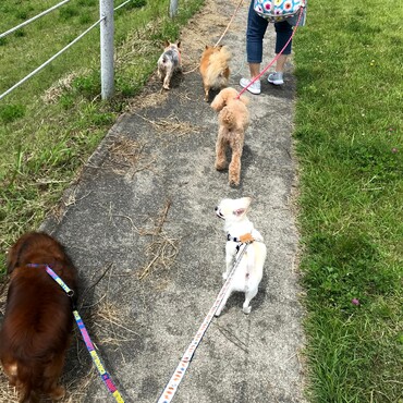 【福島県】友人ワンコたちと那須白河エンゼルフォレスト