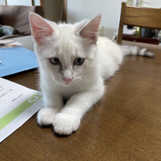 難聴かも？甘えん坊の男の子☆