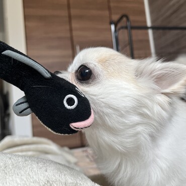 【自宅】ウナギのおもちゃが大好き