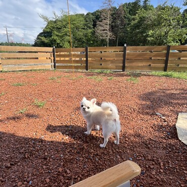 【キャンプ】ドッグラン付きサイト