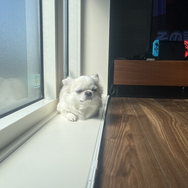 【自宅】お気に入りの日向ぼっこスペース