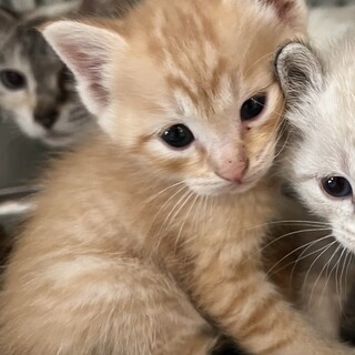 生後2か月くらい可愛い茶トラちゃん