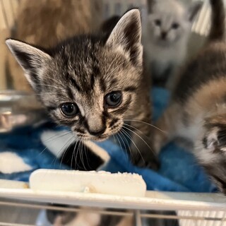 生後2か月お淑やかなキジトラちゃん