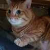 抱き心地バツグン！ゴロゴロがやまない“ししまる〟君 サムネイル1