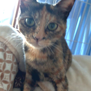 美人サビ猫 “ハナ”ちゃん １才です♡