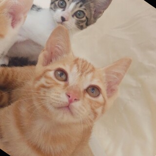 【8/25譲渡会】お喋りにゃんこのちゃちゃ君