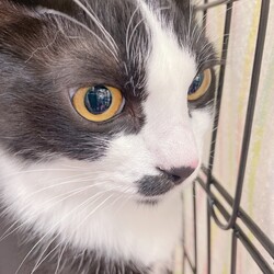 保護猫のお見合い会 サムネイル2