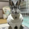 うさぎ里親募集 サムネイル2