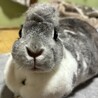 うさぎ里親募集 サムネイル3