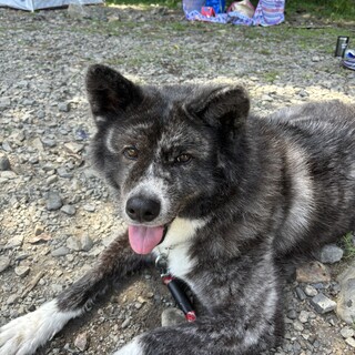 秋田犬3歳の女の子