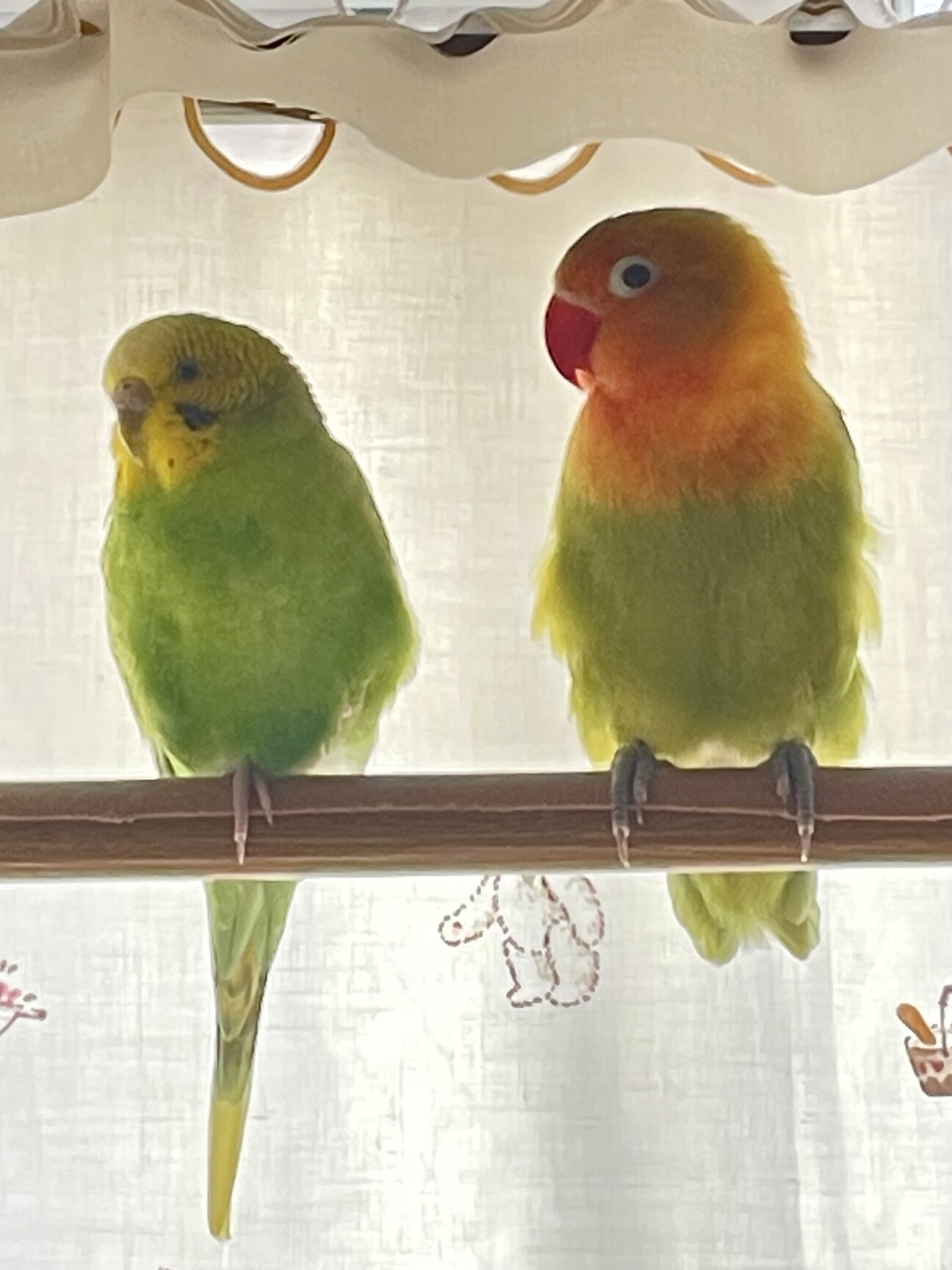 セキセイインコ ボタンイ...」東京都 - 鳥の里親募集(495699) 1枚目の 