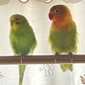 セキセイインコ ボタンインコ メス2匹