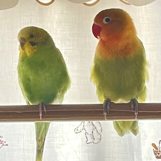 セキセイインコ ボタンインコ メス2匹