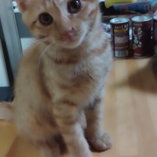 超甘えん坊な茶トラ君