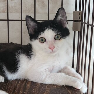 かわいいハチワレ　タールくん