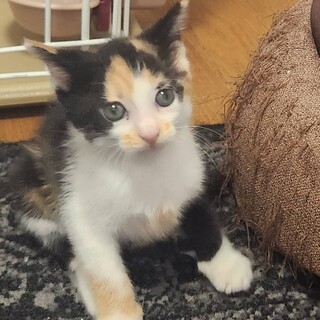 おてんば三毛のののこ