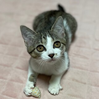 [お見合い歓迎]垂れ目がキュートなメグちゃん♥︎