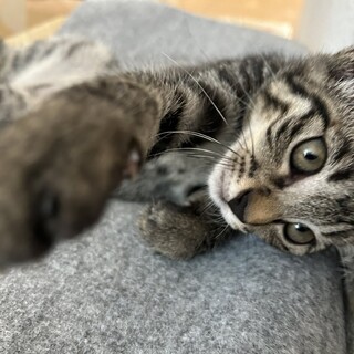 人なれバッチリ元気な♂くろ