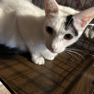 キリッとしたお顔立ちだけど、実は甘えん坊？すごろく