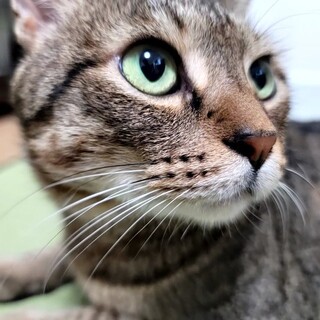 仔猫にもやさしい桜輔くん