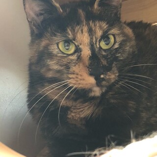 人慣れがんばり中！心優しい星空ちゃん