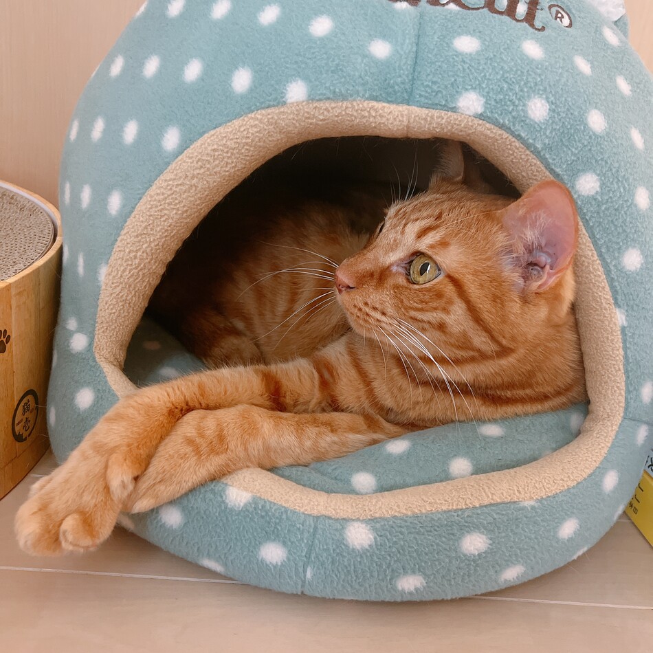 むぎのカバー写真