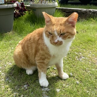 愛嬌のかたまり かっちゃん 去勢済み（サクラ耳）