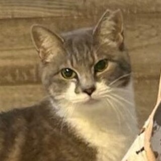 まだ若い美人さん・みはるちゃん